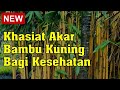 Khasiat Akar Bambu Kuning Bagi Kesehatan