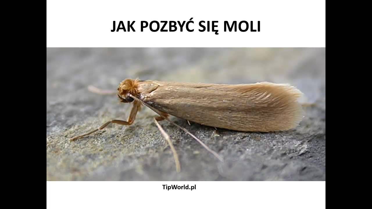 Jak Pozbyć Się Moli