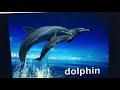 Baby Dolittle World Animals Dolphin
