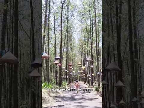 Bosen sama keramaian? Coba deh mampir ke Hutan Ampupu di Kintamani, Bali. Suasananya sejuk dan tenang banget! 🍃✨