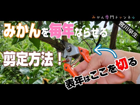 園芸 みかんの木(みかん) 薩摩