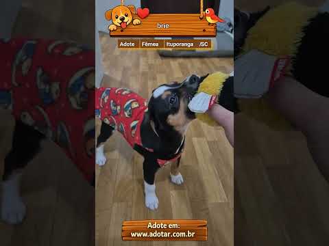 Vídeo de brie