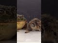 Pixie Frog Feeding