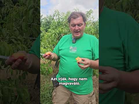 Dixired őszibarack