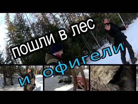 Пошли в лес и офигели.