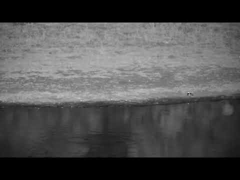 Djuma: Blacksmith Lapwing parent and chick - 03:53 - 12/03/2022