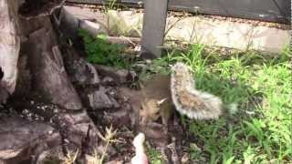 preview picture of video 'Feeding a squirrel a peanut from my hand (2012-09-14)'