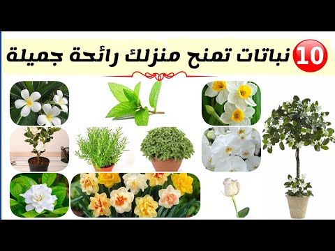 , title : 'عشر نباتات زينة تمنح منزلك رائحة جميلة'