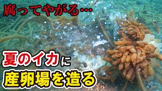 猛暑で生きたまま腐るアオリイカの卵…イカ達の為に夏の産卵場を増設する！