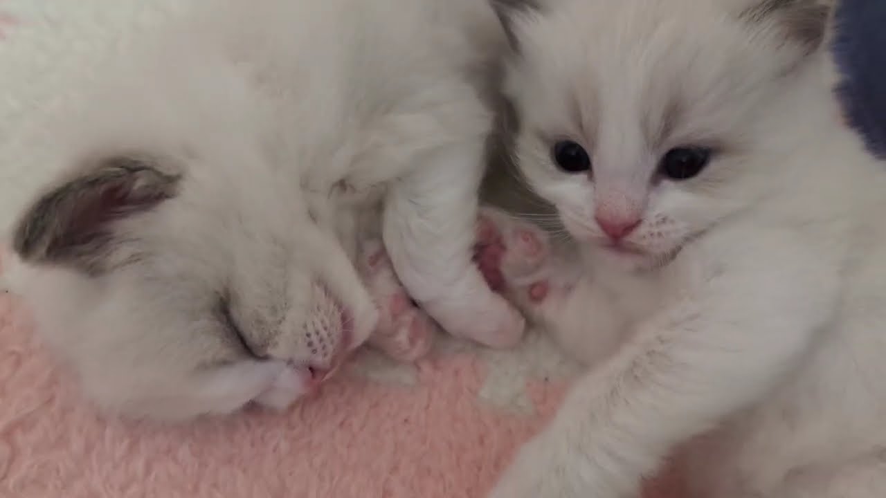27-day-old Ragdoll kittens : Playful kitten meets sleeping kitten