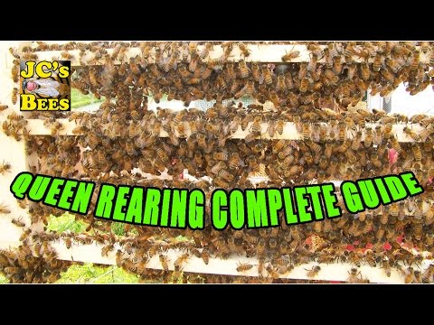 download lagu mp3 mp4 How To Raise Your Own Queen Bees, download lagu How To Raise Your Own Queen Bees gratis, unduh video klip How To Raise Your Own Queen Bees