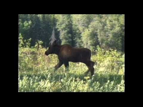 download lagu mp3 mp4 Moose Tracks, download lagu Moose Tracks gratis, unduh video klip Moose Tracks