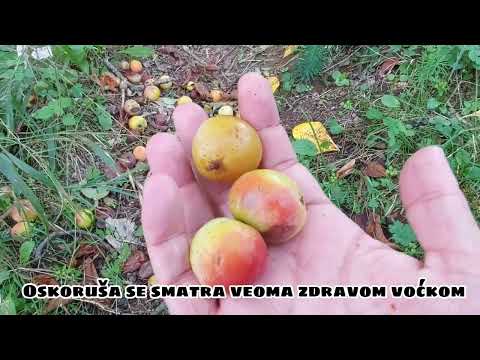 OSKORUŠE - ZABORAVLJENO LJEKOVITO VOĆE (Jeste li ih ikad probali?)