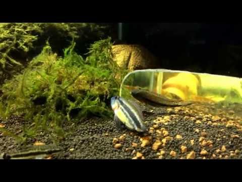 Apistogramma mendezi