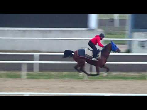 DORU KANAT 1000 METRE DERECE 1 13   SEZGİN IŞIK İLE   26 11 2021 CUMA