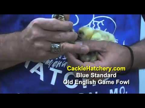 , title : 'Blue Standard Old English Game Fowl Chicken Breed | Cackle Hatchery'