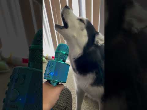 Husky autotune rockstar singer 😂