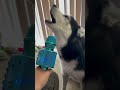 Husky autotune rockstar singer 😂