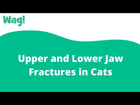 Upper and Lower Jaw Fractures in Cats | Wag!