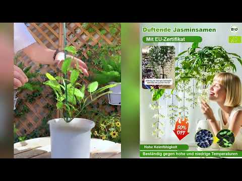 Die Überlebensrate beträgt bis zu 99%, die Blütezeit ist lang, und es blüht 300 Tage im Jahr!