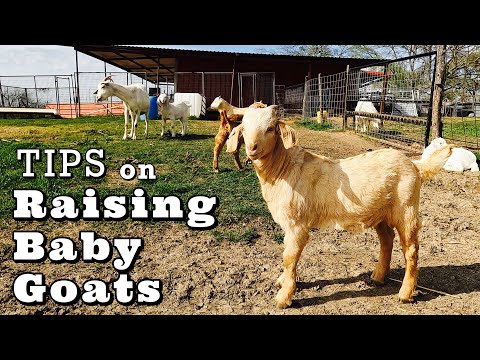 Things YOU Need To Know For Raising Baby Goats | Baby Goat Video | Goat Farm