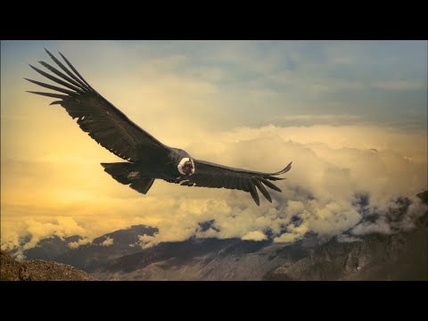 Andean Condor Can Fly 100 Miles Without Flapping its Wings