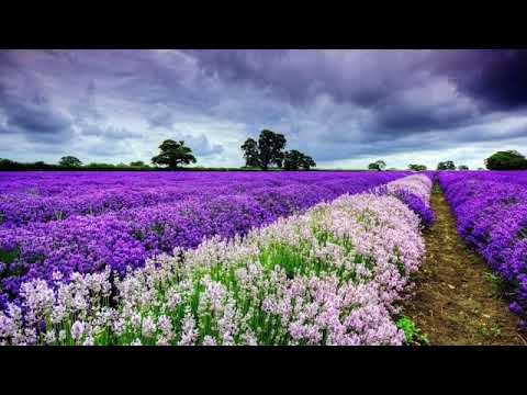 O, Duhule Preasfânt - video