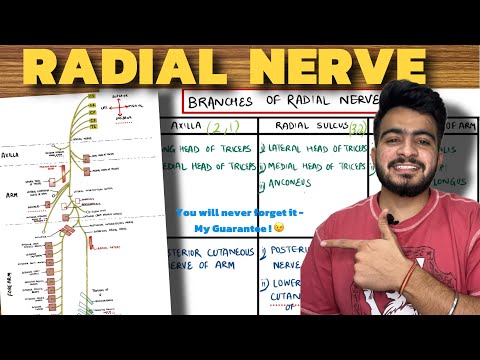 Radial Nerve Anatomy | Upper Limb Anatomy