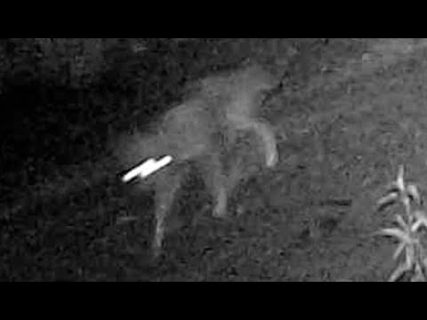 N&S Gates chupacabra at the gate?