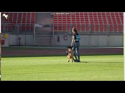 1027 Buck vom Türkenkopf - TSB BSZS-2023