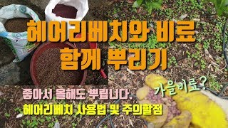 과수원에 헤어리베치와 가을비료 함께 뿌렸습니다. 헤어리베치를 쓰는 중요한 이유와 사용법 및 주의사항