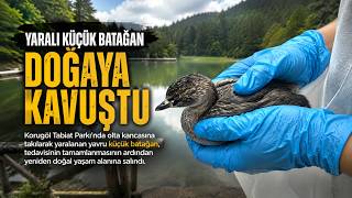   TR  Gezinmeyi atla Ara    9+  Avatar resmi Olta Kancasına Takılan Yavru Küçük Batağan Doğaya Döndü