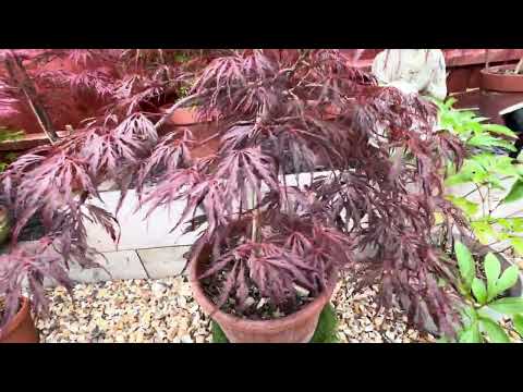 Japanese Maple trees, Acer dissectum Crimson Queen, beautiful red leaf maple that needs some sun