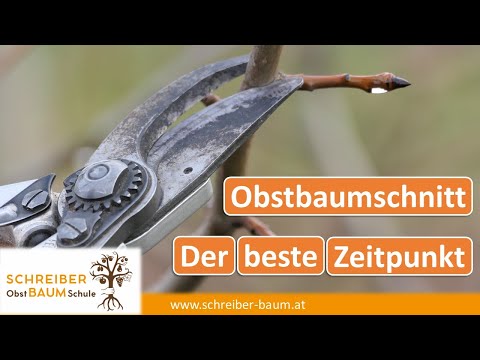 Der richtige Zeitpunkt für den Obstbaumschnitt - die beste Zeit für deine Bäume