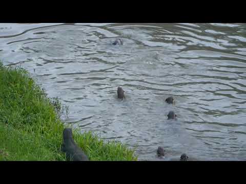 *****The Clementi otters & water monitor lizard _  Monday 8jull2019 Singapore am
