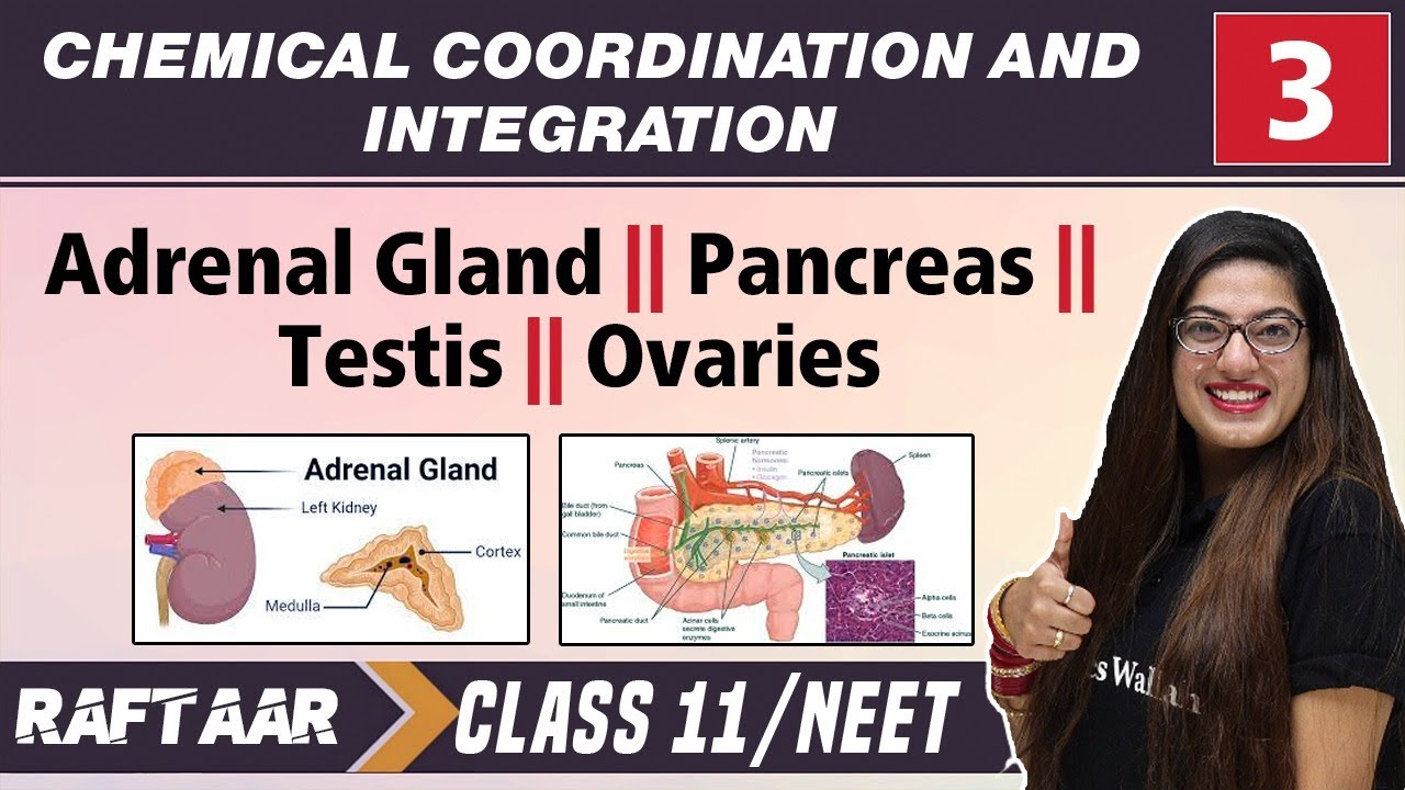 Chemical Coordination & Integration 03 || Adrenal Gland || Pancreas || Testis || Ovaries || Class 11