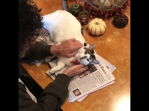 Howard Stern petting his cat at home