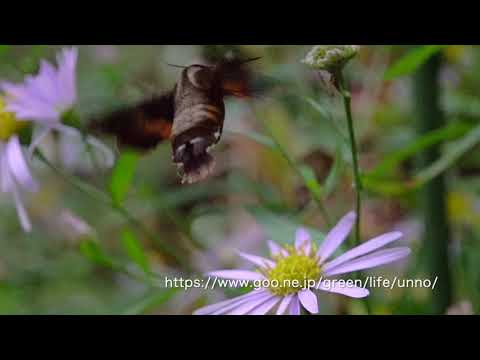 庭の花の蜜を吸うホシホウジャク