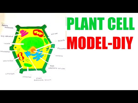 Animal Cell Model 3D model making using cardboard and paper howtofunda still model