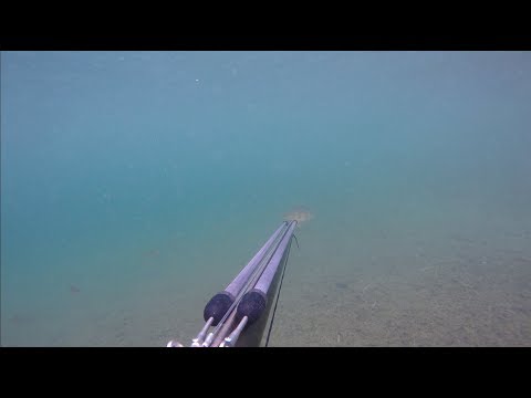 Ahvenia ja haukia harppuunalla