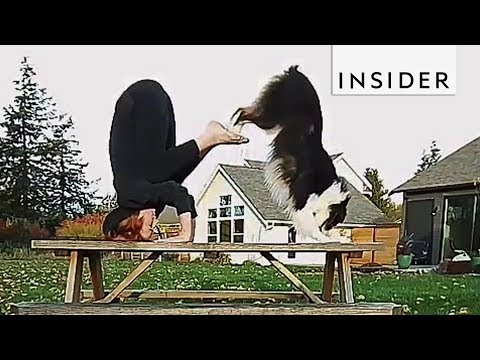 This dog is performing amazing tricks!