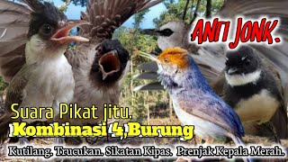 Download lagu 💯% Ampuh. Suara Pikat Kutilang. Trucukan. Sikatan Kipas. Prenjak Kepala Merah.. mp3