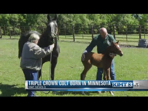 Son of Horse Racing Triple Crown Winner Justify born in Minnesota
