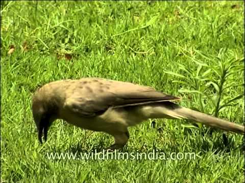 Jungle Babbler (Turdoides striata)