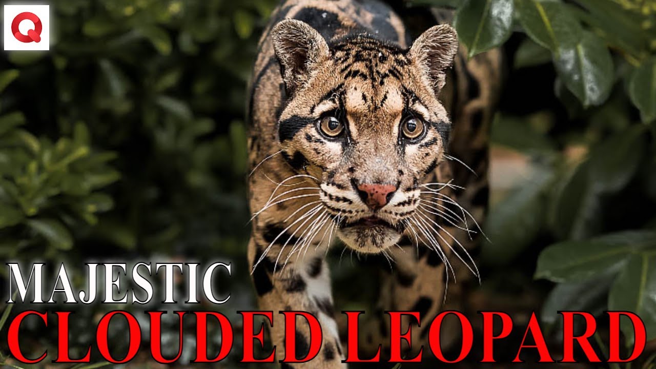 Majestic Clouded Leopard। Elusive Beauty। Incredible Climbing Skills। Endangered Elegance। Enigmatic