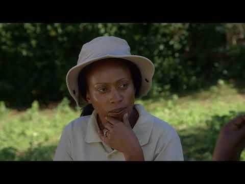 Shamba Shape Up Sn 8 - Ep 9: Broiler Chicken, Potatoes, Cabbages (English)