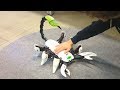 10 ADVANCED ROBOTS ANIMAL YOU NEED TO SEE