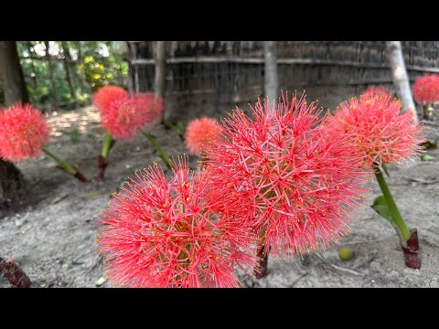 Beautiful May Flowers Blossoming Day by Day