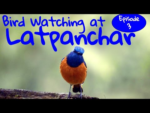 Bird watching at Latpanchar, Darjeeling || Himalayan Birding adventure || Nikon P900 - Ep#3
