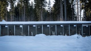 Il video dell'allevamento di cani da slitta sequestrato, la Lav: «Husky tenuti in condizioni terr...